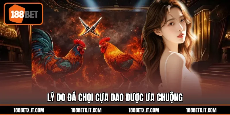 Lý do đá chọi cựa dao được ưa chuộng